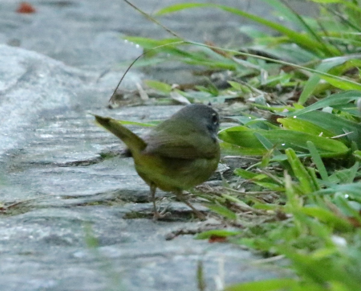 Paruline des buissons - ML617107031