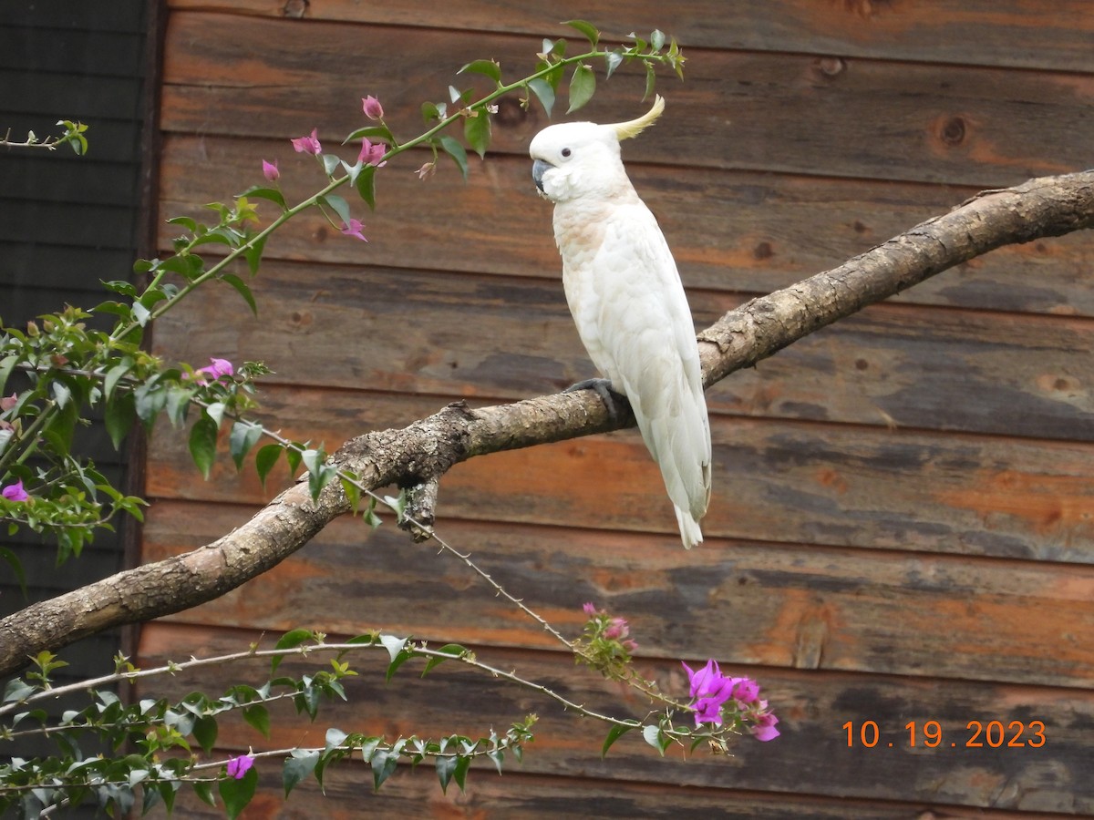 Sulphur-crested Cockatoo - ML617107054