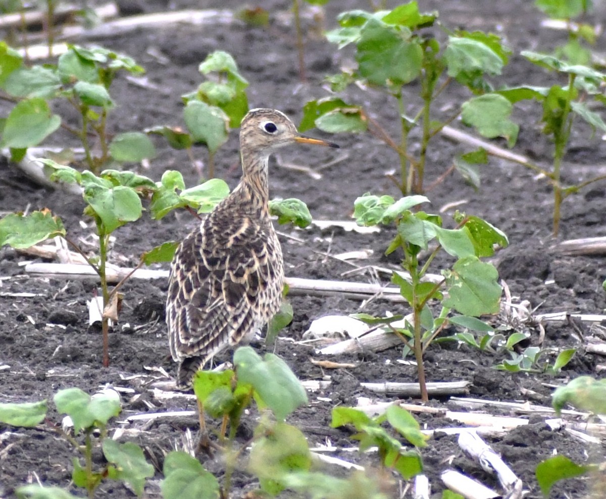 Upland Sandpiper - ML617107058