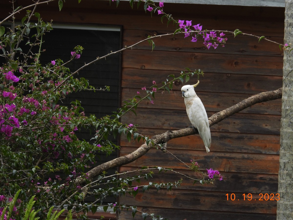 Cacatúa Galerita - ML617107059