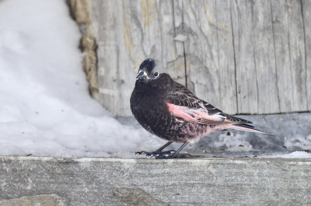 Black Rosy-Finch - ML617107062