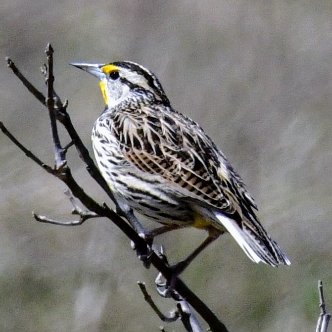 Eastern Meadowlark - ML617107065