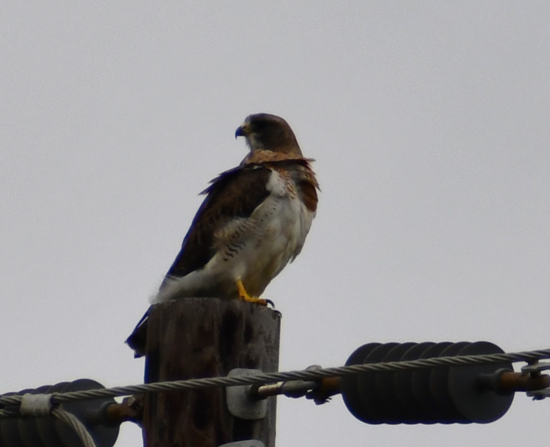 Swainson's Hawk - ML617107066