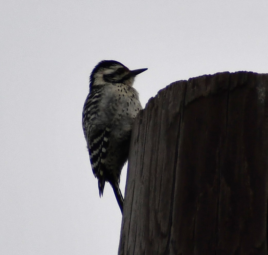 Ladder-backed Woodpecker - Jon McIntyre