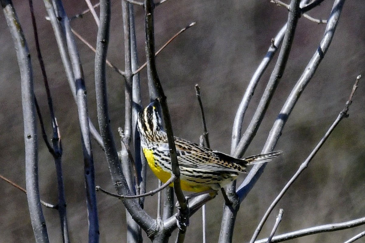 Eastern Meadowlark - ML617107072