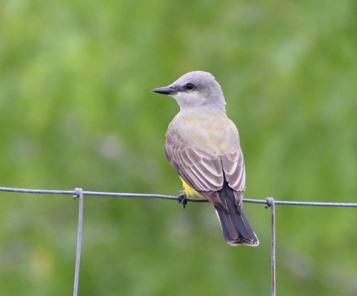 Schmalschnabel-Königstyrann - ML617107075