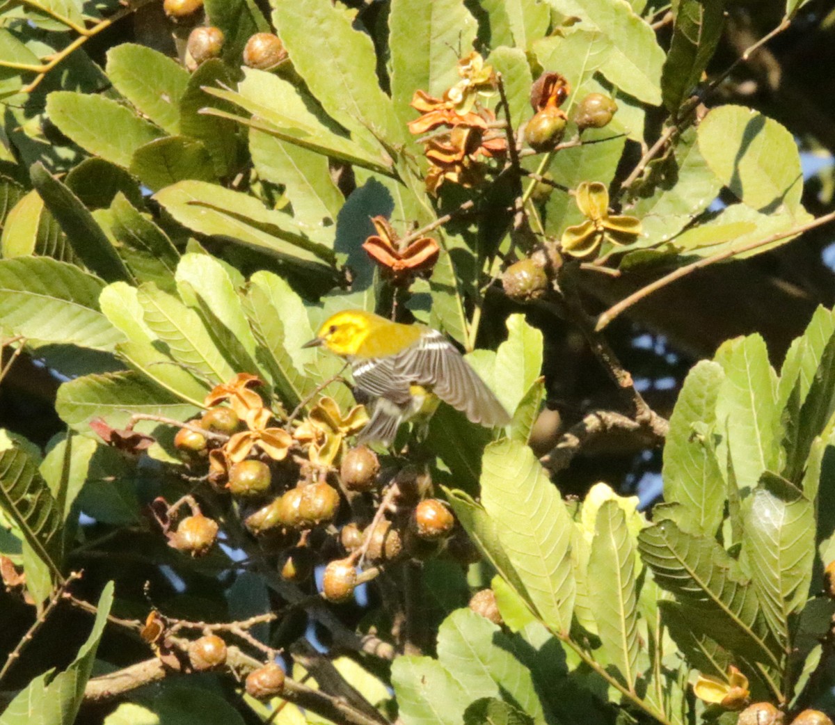 Black-throated Green Warbler - Sue Keener