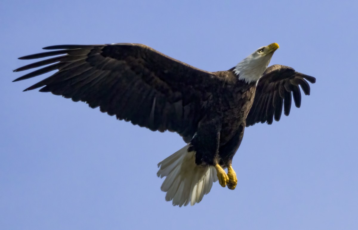 Bald Eagle - ML617107163