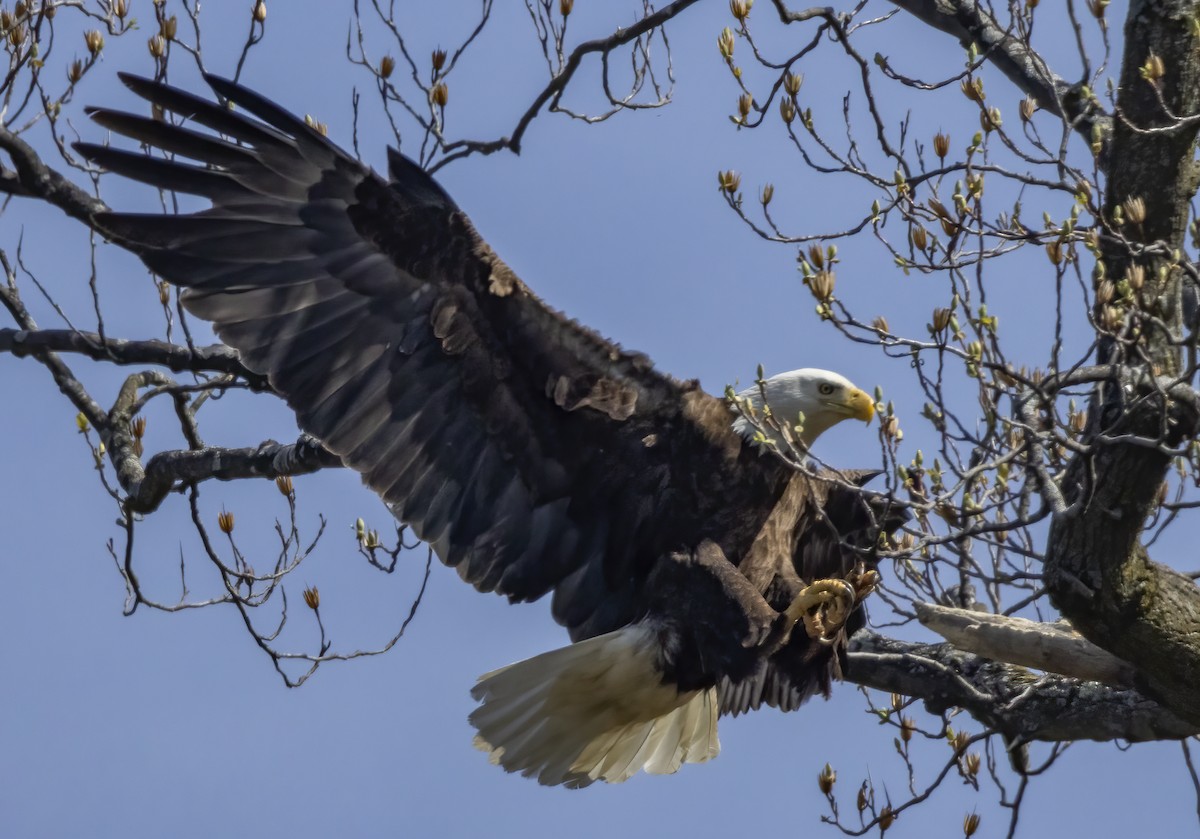 Bald Eagle - Jorge Montalvo