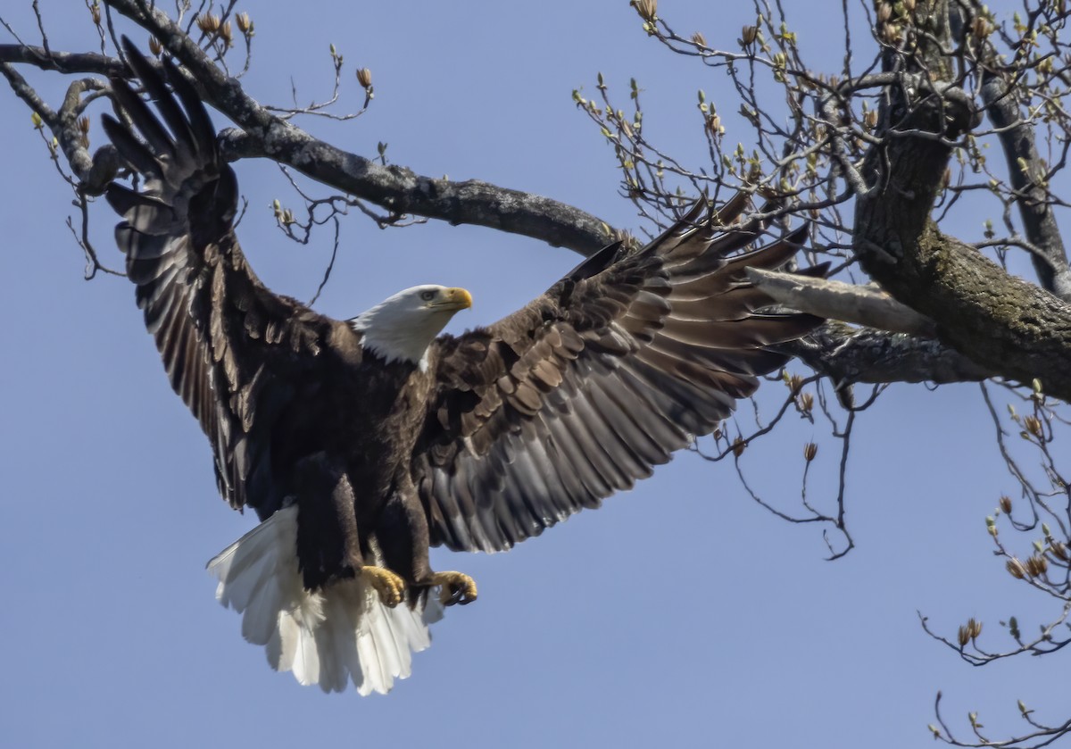 Bald Eagle - ML617107165