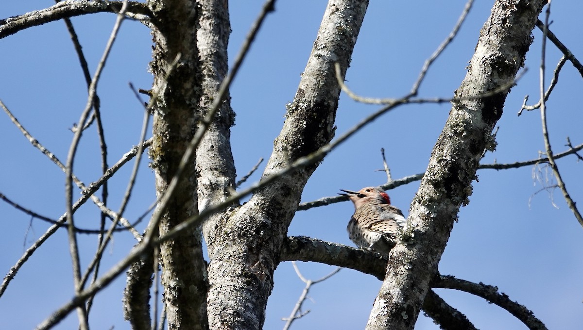 Northern Flicker - ML617107172