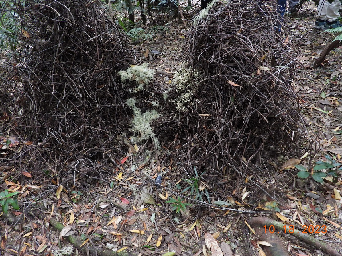 Golden Bowerbird - C L  Hampton