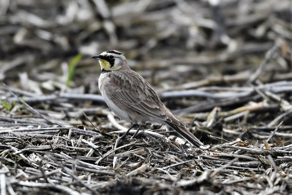 Horned Lark - ML617107199