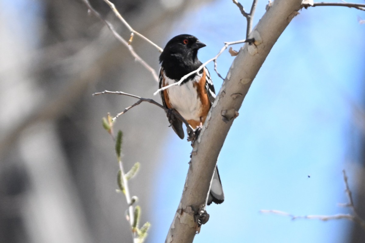 Spotted Towhee - ML617107203