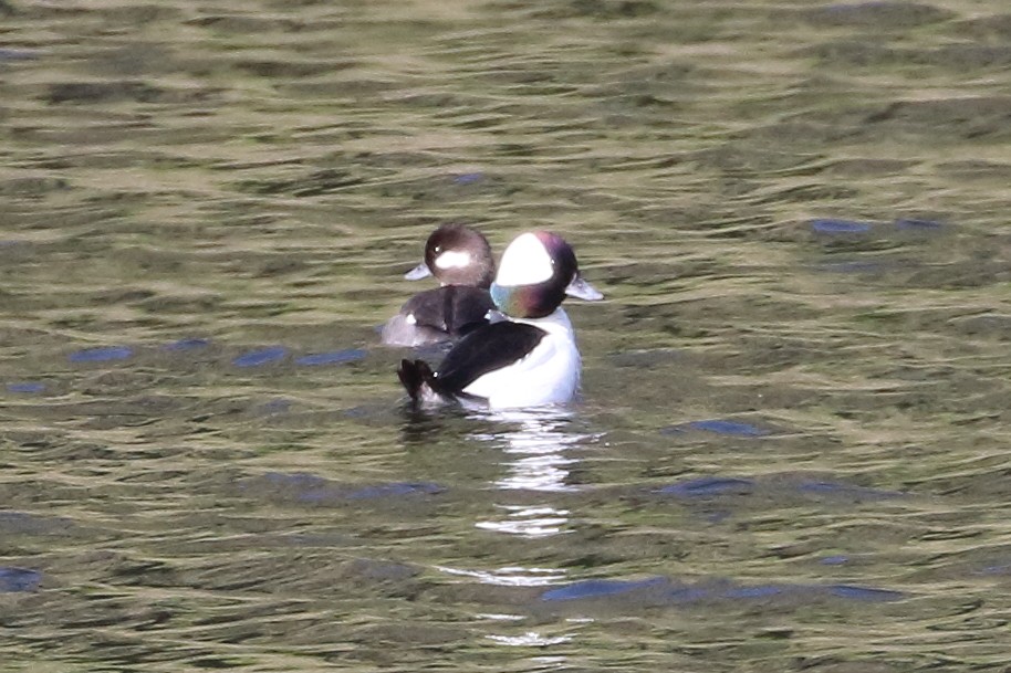 Bufflehead - ML617107220