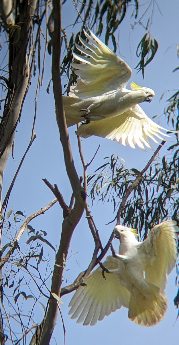 Sulphur-crested Cockatoo - ML617107221