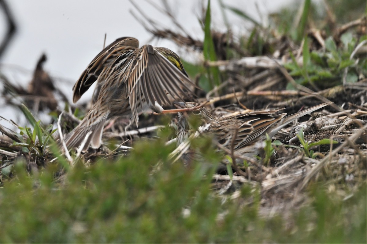 Savannah Sparrow - Mark Miller