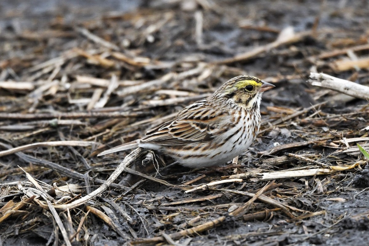 Savannah Sparrow - Mark Miller