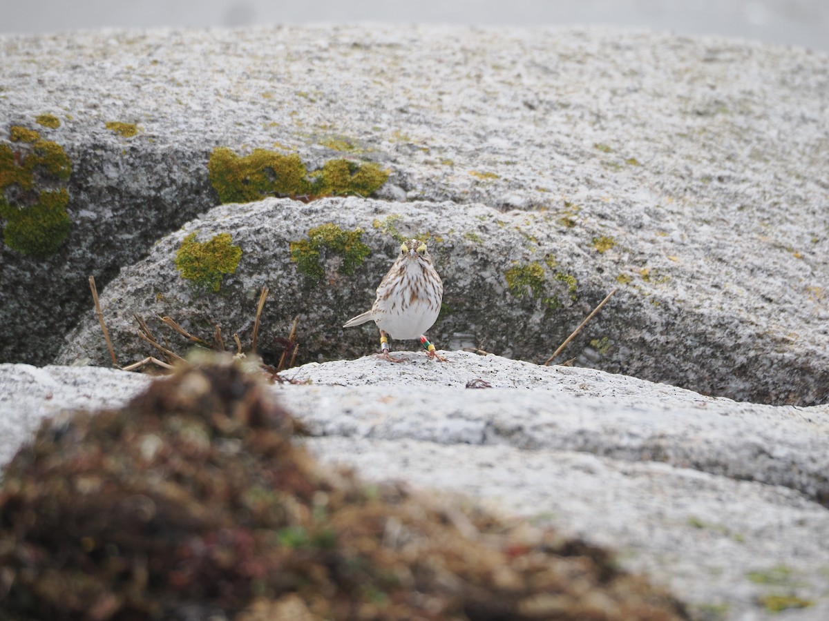 Savannah Sparrow (Ipswich) - ML617107247