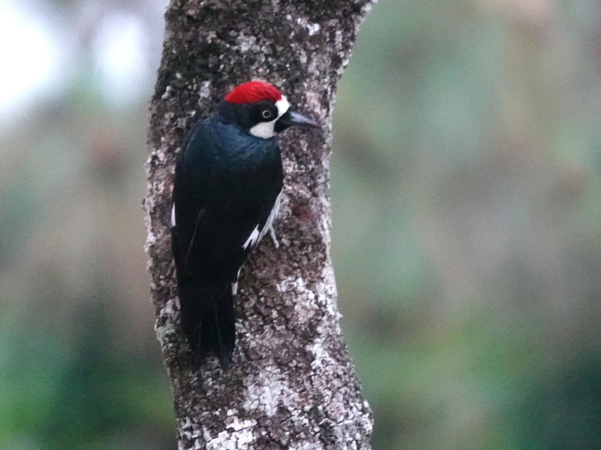 Acorn Woodpecker - ML617107253