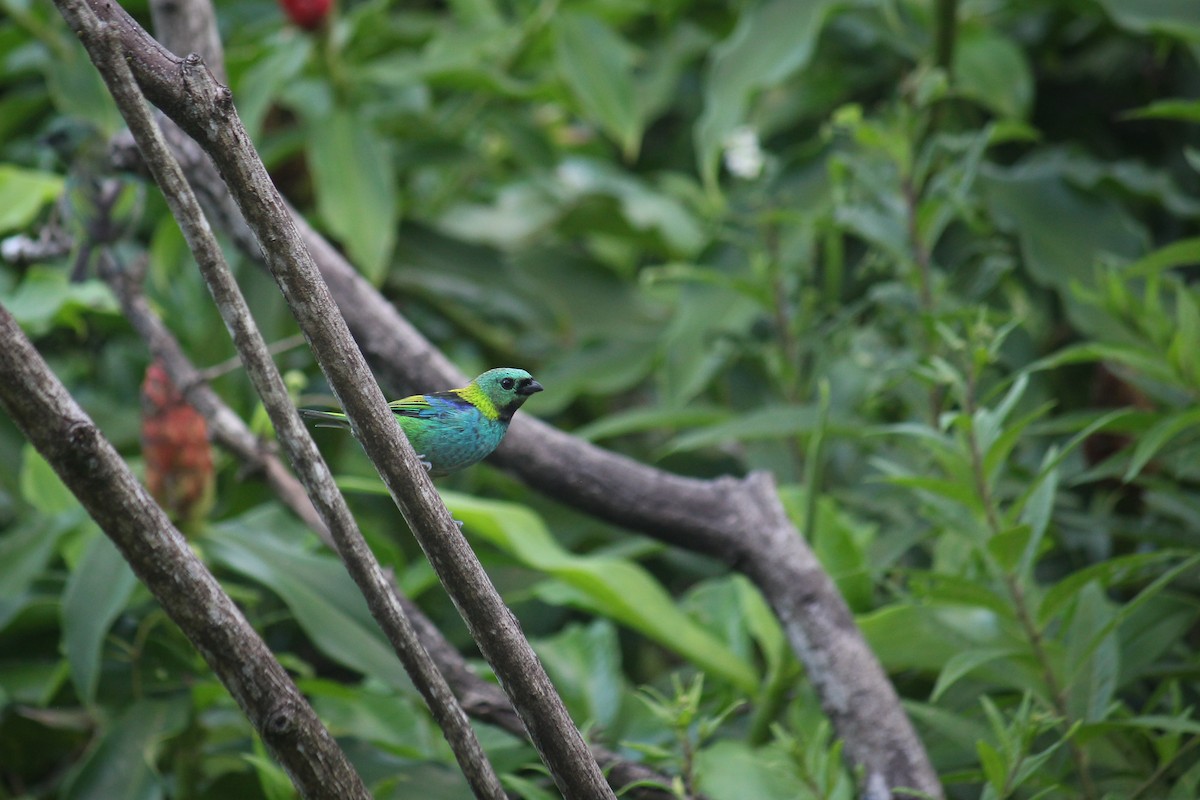 Green-headed Tanager - ML617107254