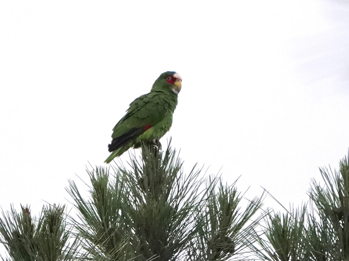 White-fronted Parrot - ML617107260