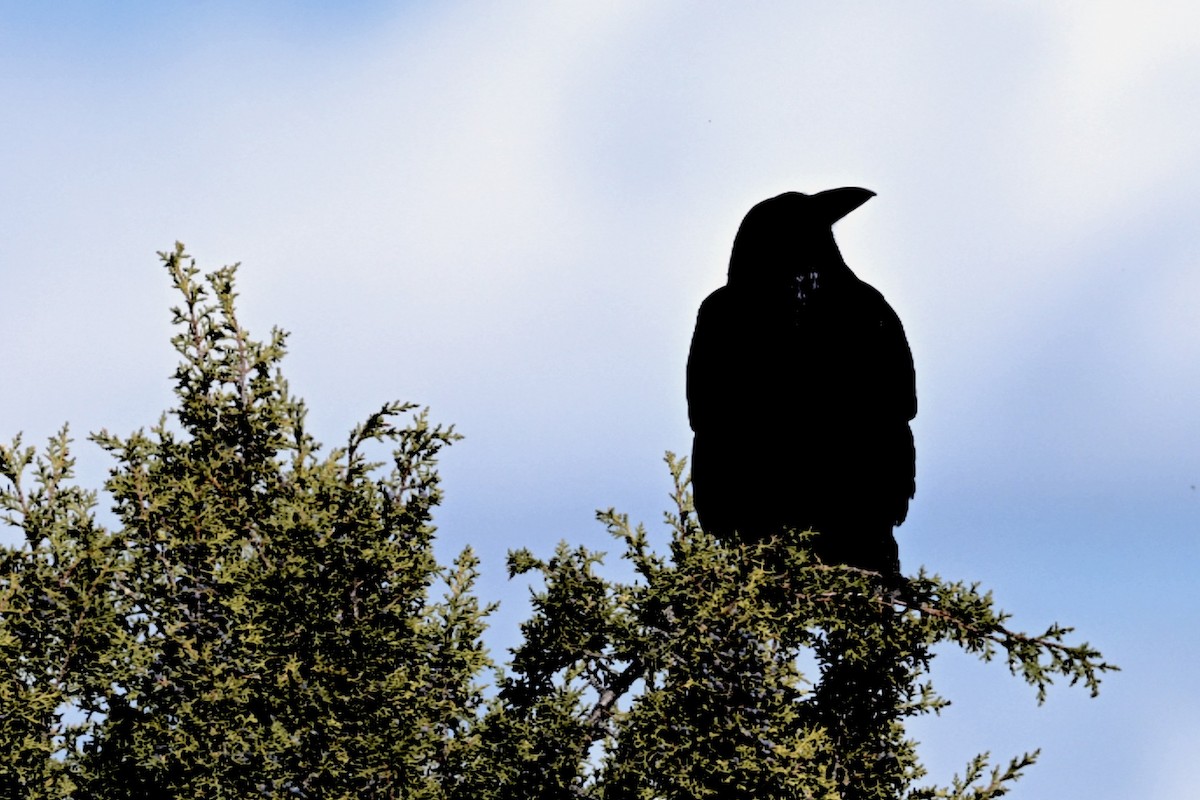 Grand Corbeau - ML617107275