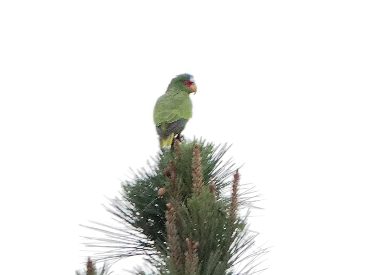 White-fronted Parrot - ML617107305