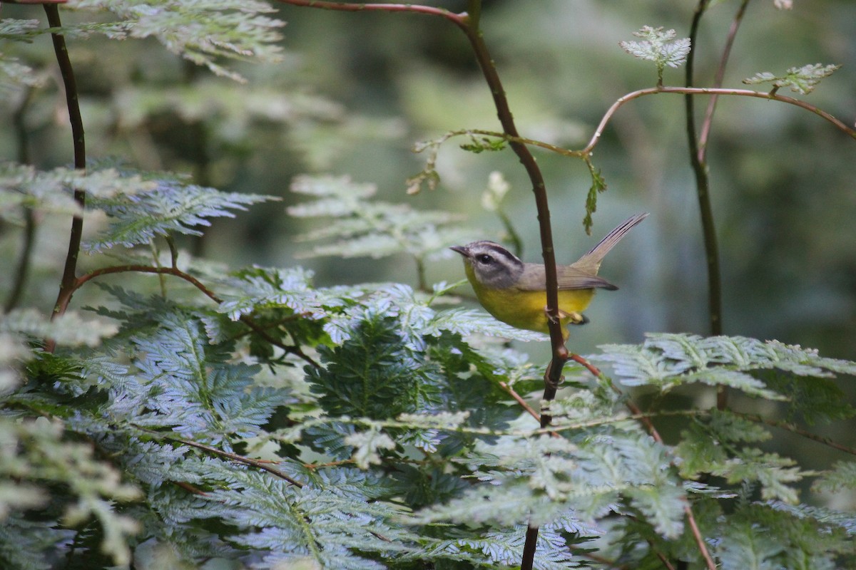 Golden-crowned Warbler - ML617107330