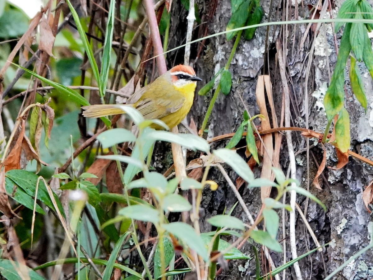 Rufous-capped Warbler - ML617107346