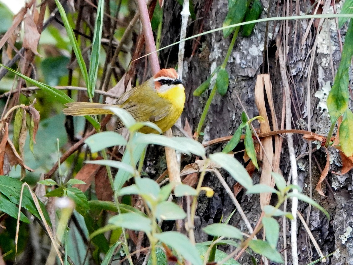 Rufous-capped Warbler - ML617107348