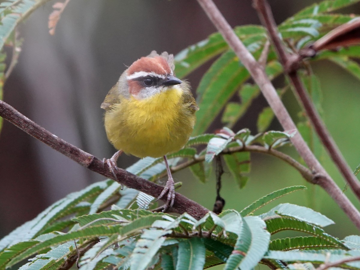 Rufous-capped Warbler - ML617107351