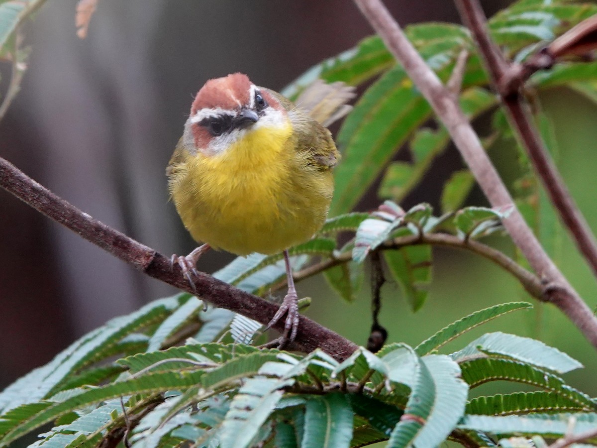 Rufous-capped Warbler - ML617107352