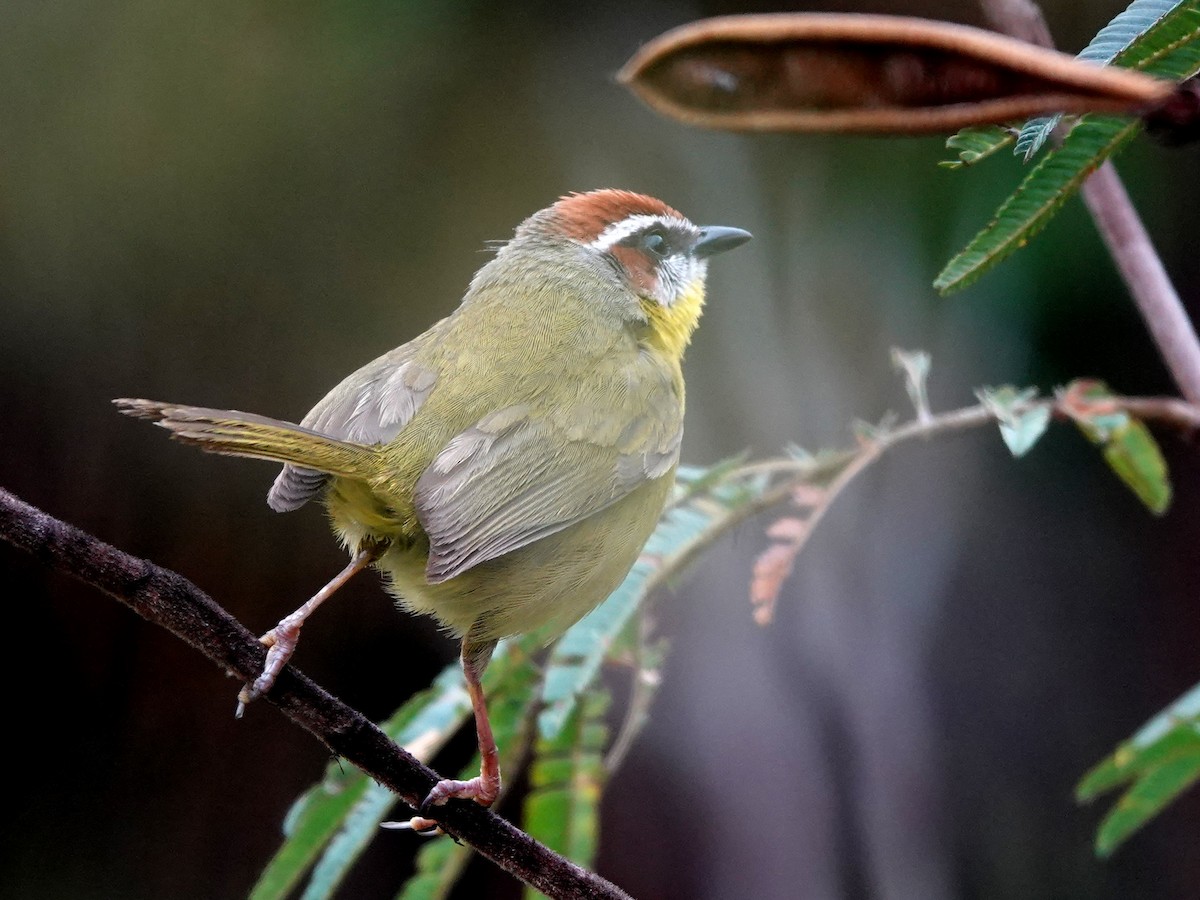 Rufous-capped Warbler - ML617107353