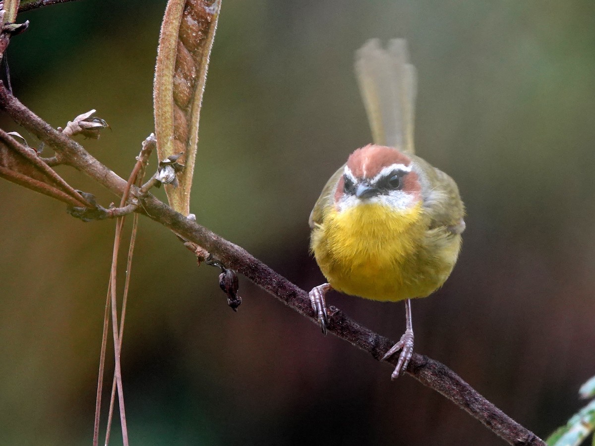 Rufous-capped Warbler - ML617107354