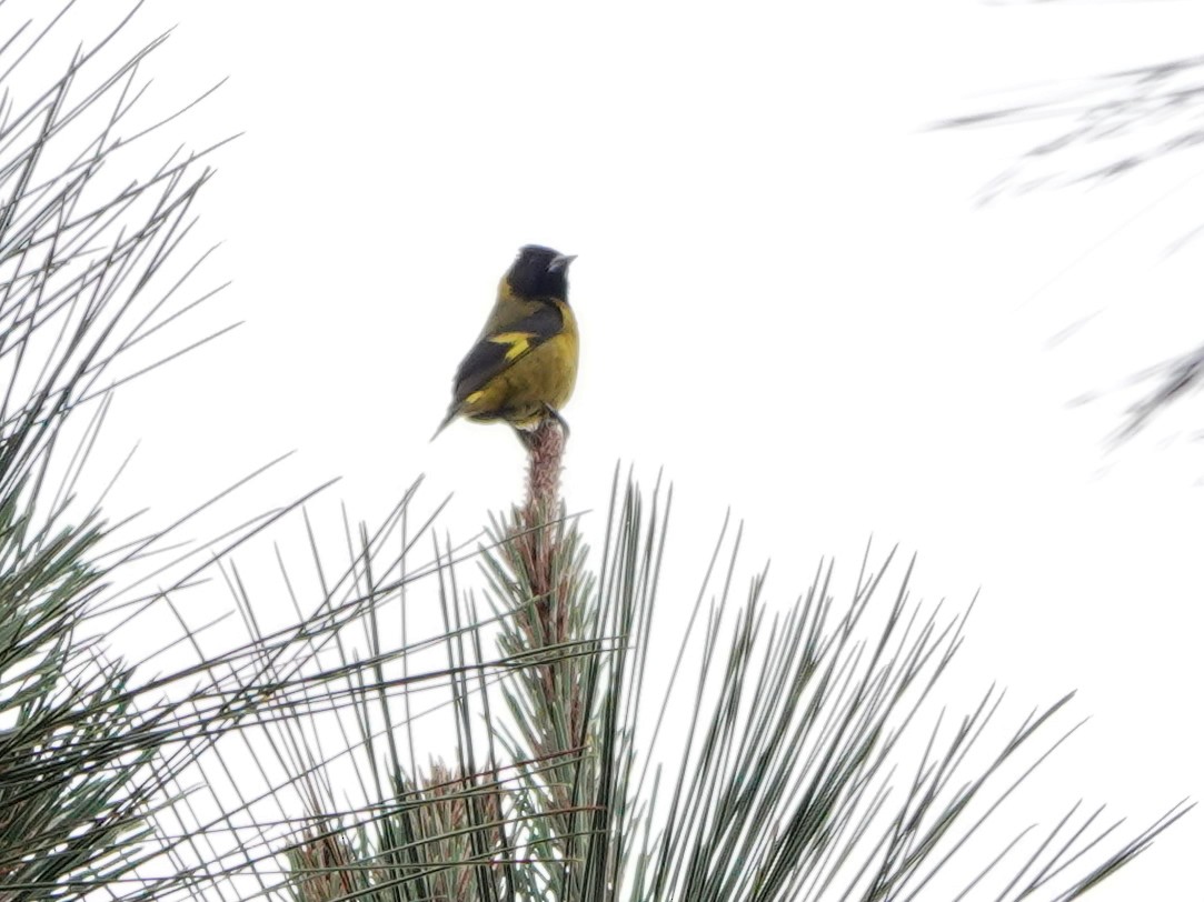 Black-headed Siskin - Liz Soria