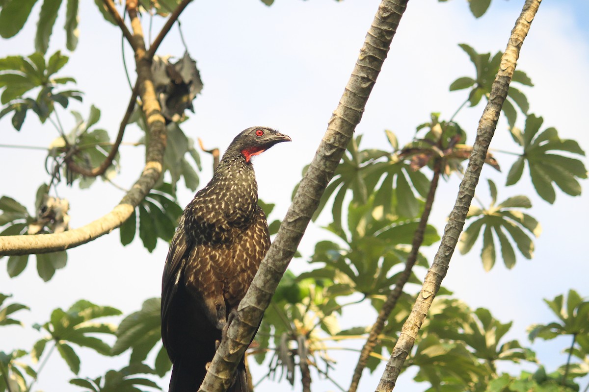 Dusky-legged Guan - ML617107370