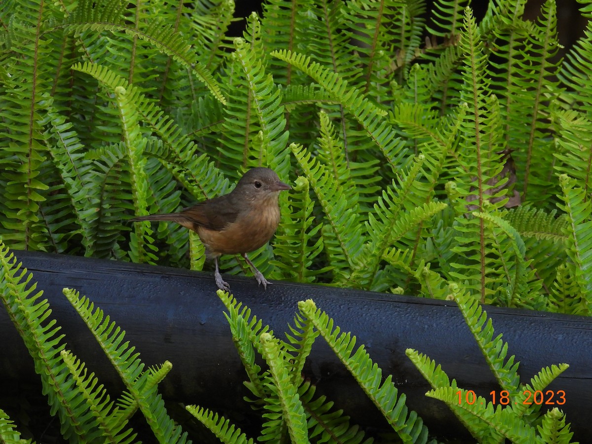 Rufous Shrikethrush - ML617107388