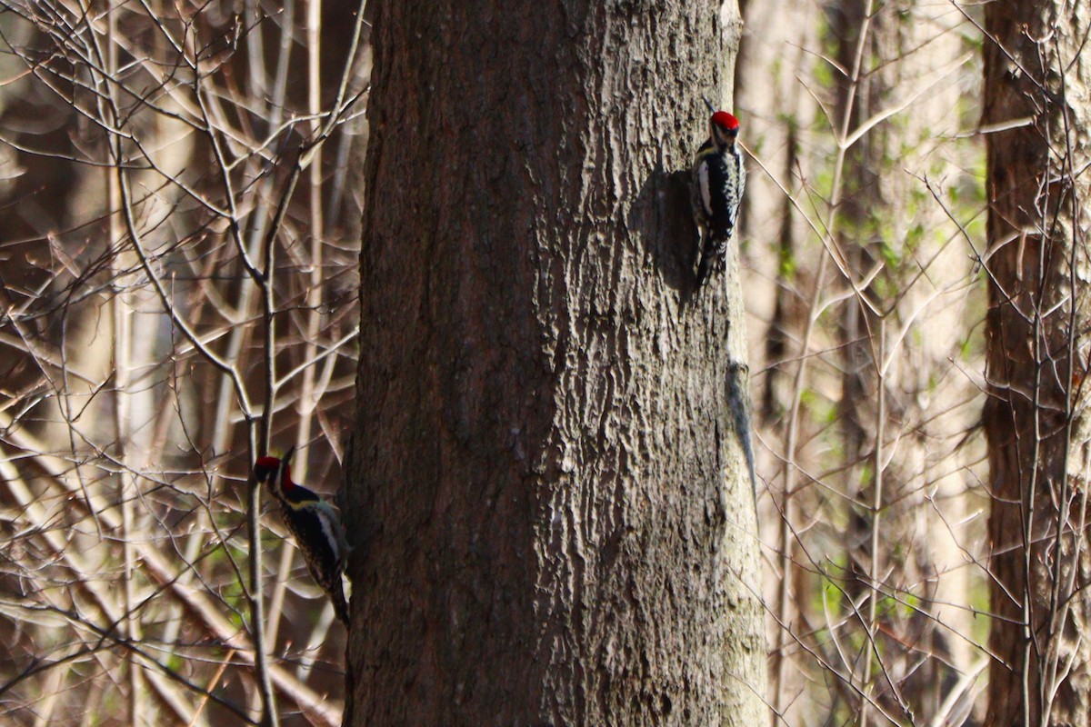 Yellow-bellied Sapsucker - Sharon Nethercott