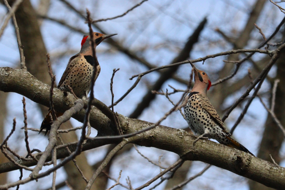 Northern Flicker - ML617107423