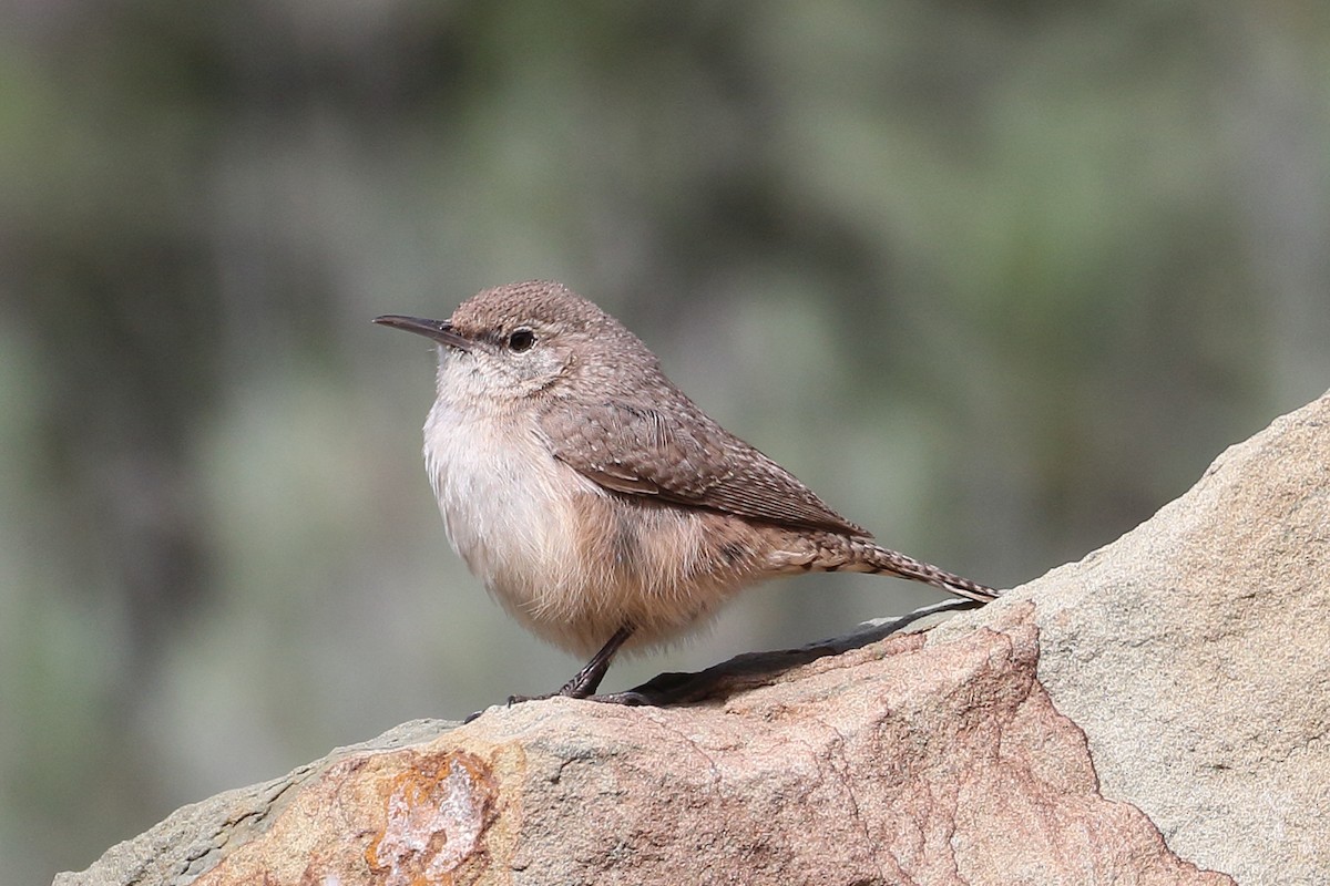 Rock Wren - ML617107442