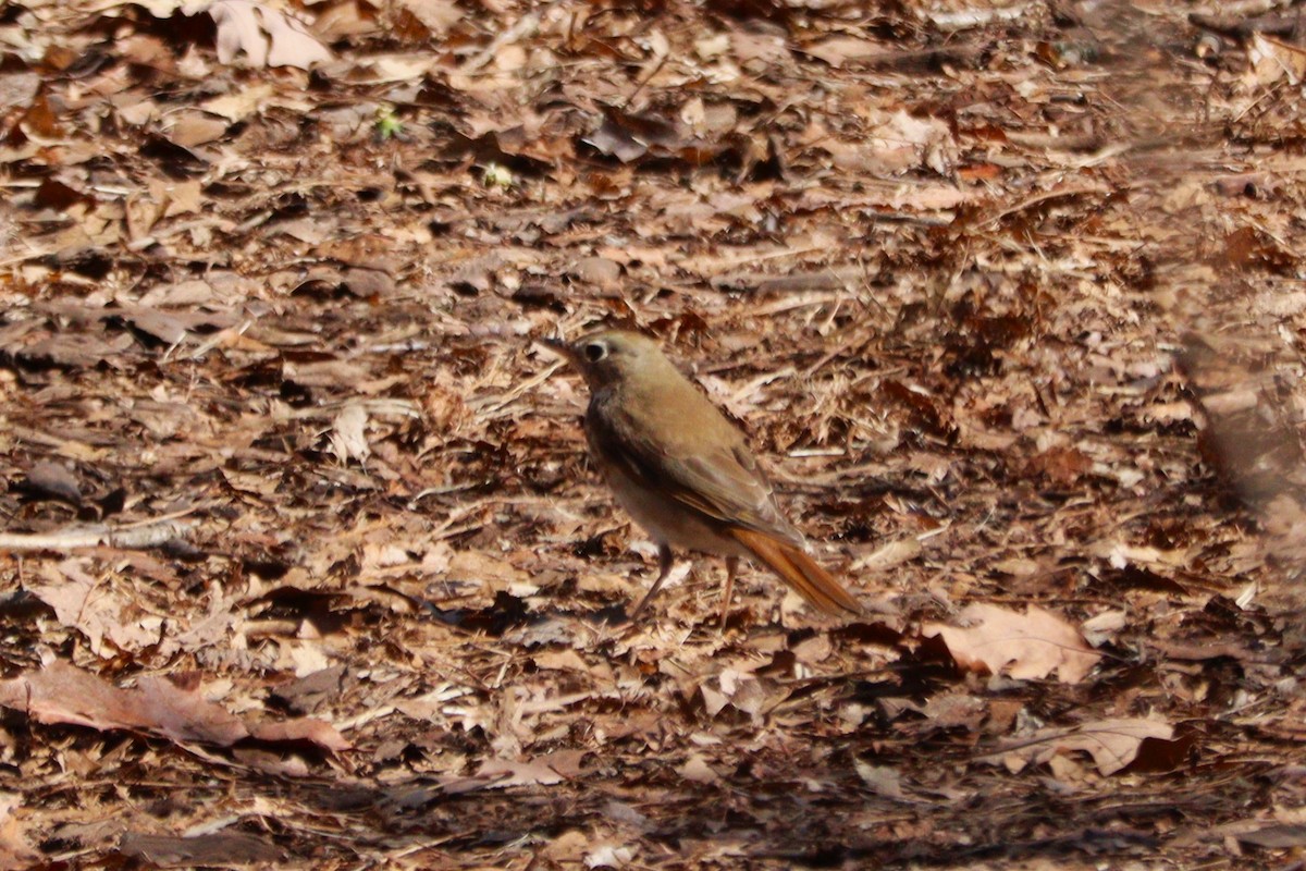 Hermit Thrush - Sharon Nethercott