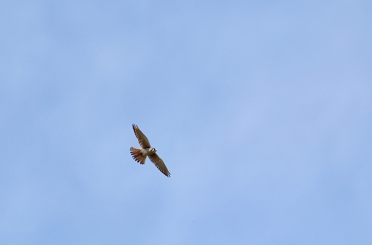 American Kestrel - Anir Bhat