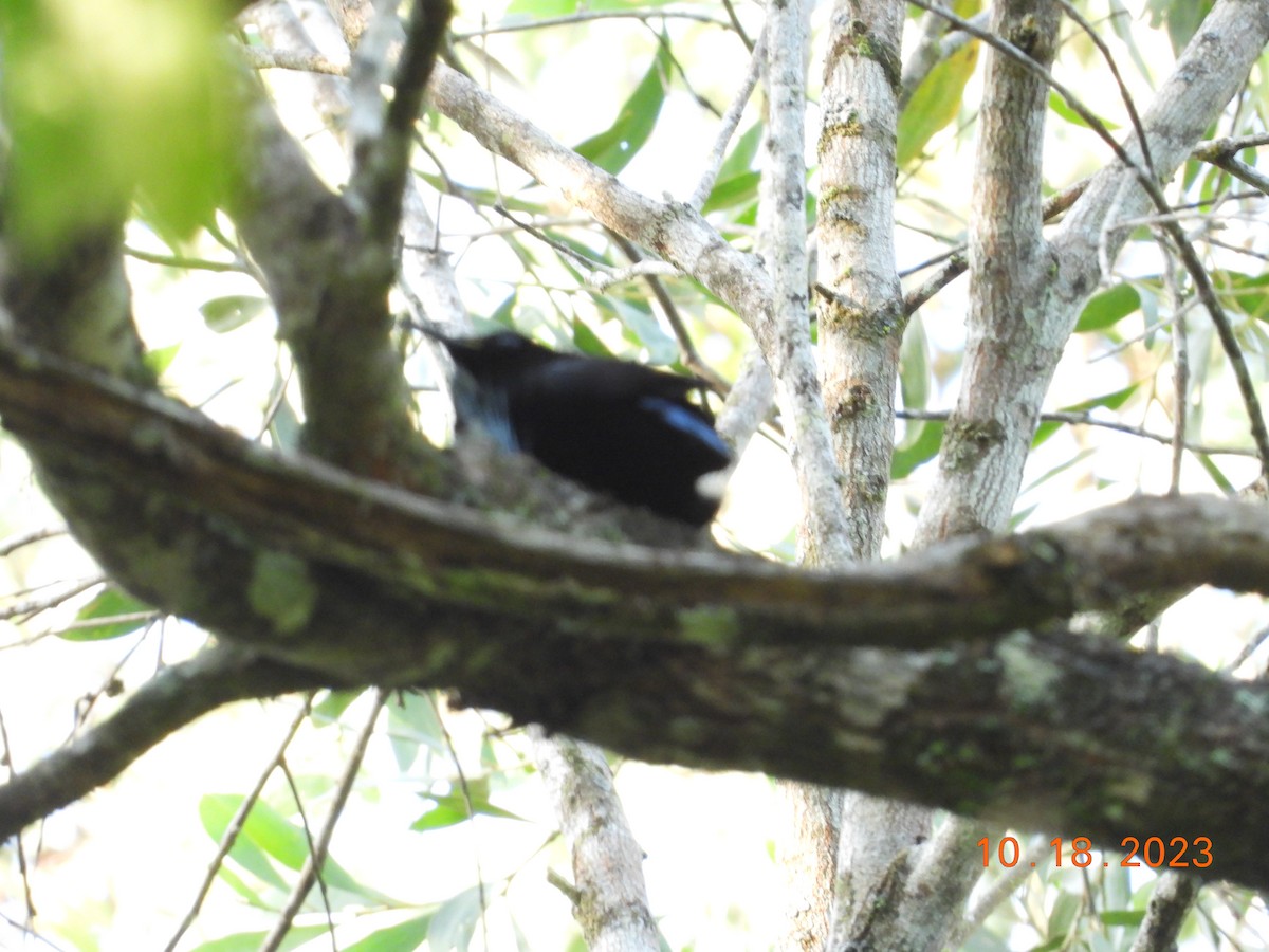 Victoria's Riflebird - ML617107463