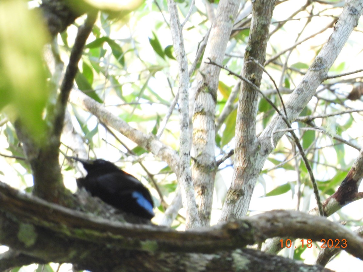 Victoria's Riflebird - ML617107464