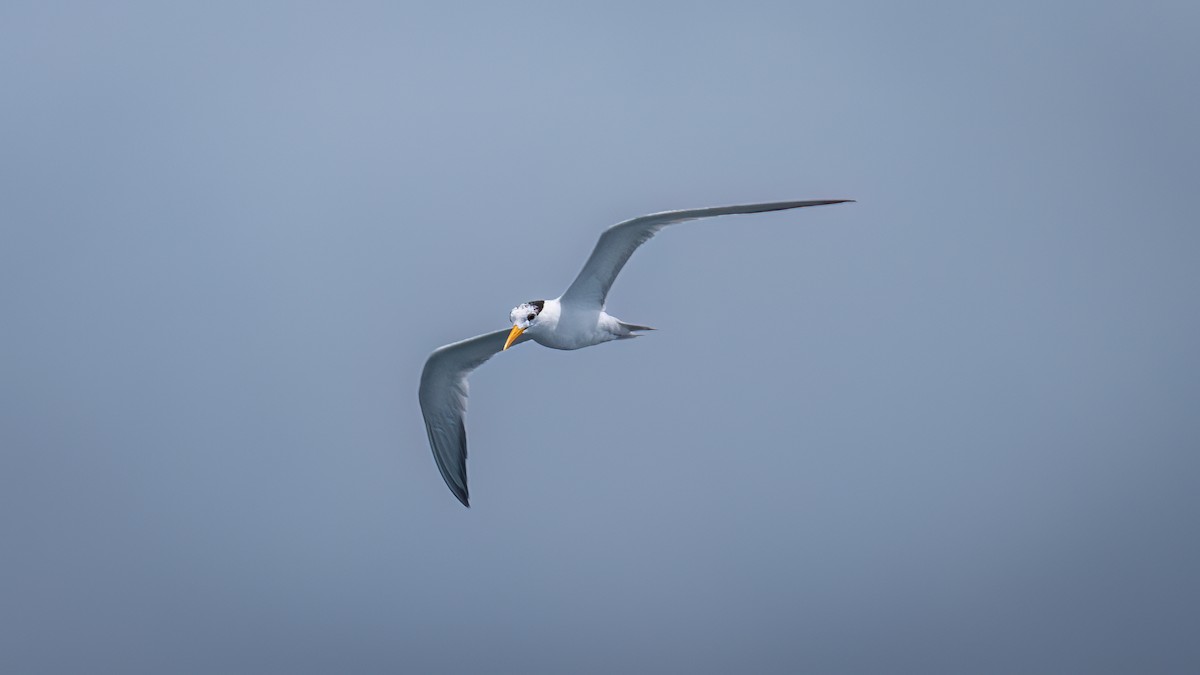 Lesser Crested Tern - ML617107472