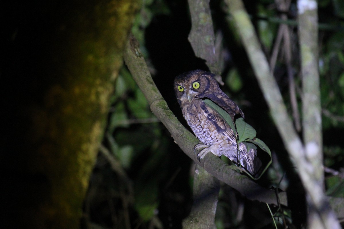 Black-capped Screech-Owl - ML617107498