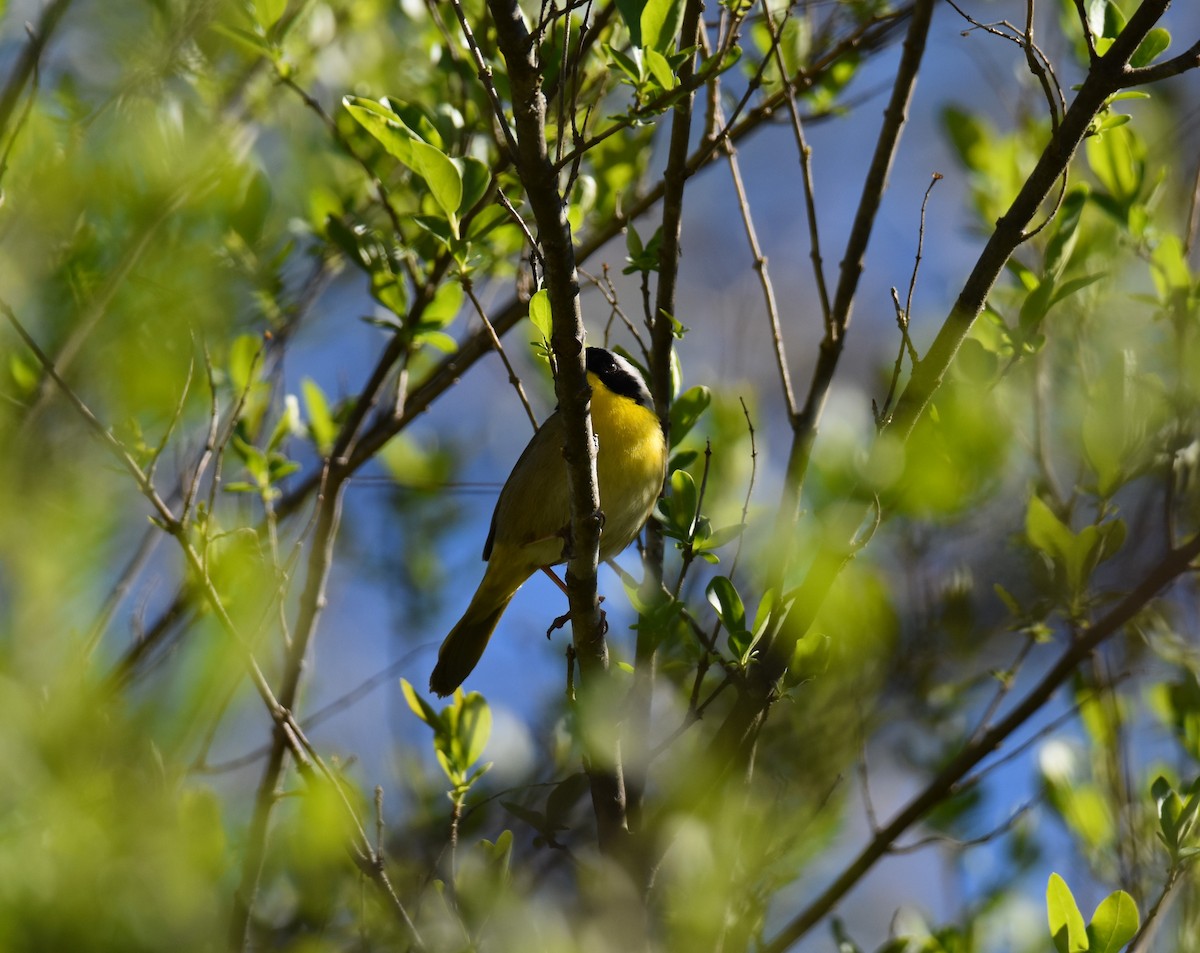 Common Yellowthroat - ML617107546