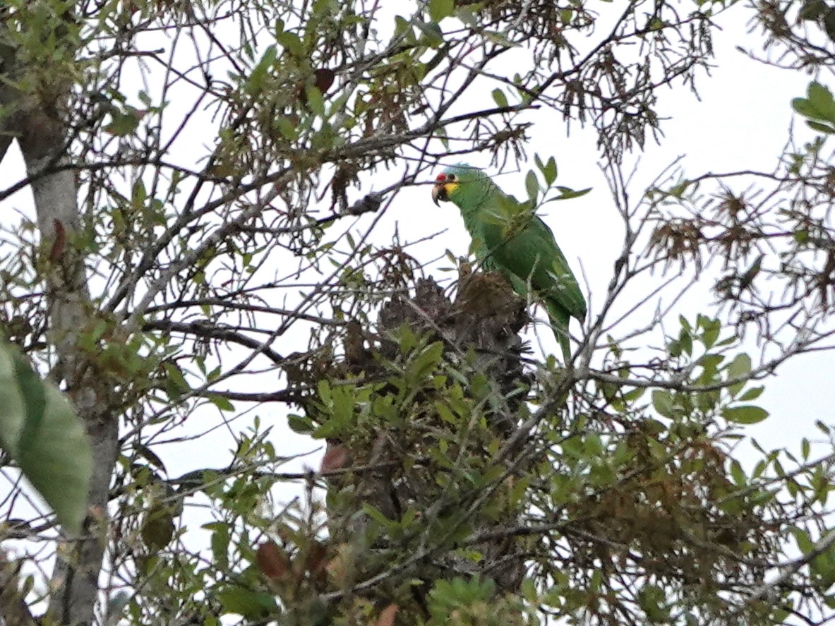 Red-lored Parrot - ML617107648