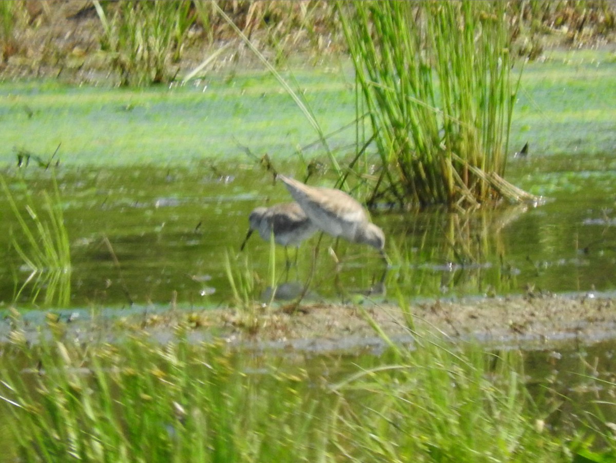 Bindenstrandläufer - ML617107736